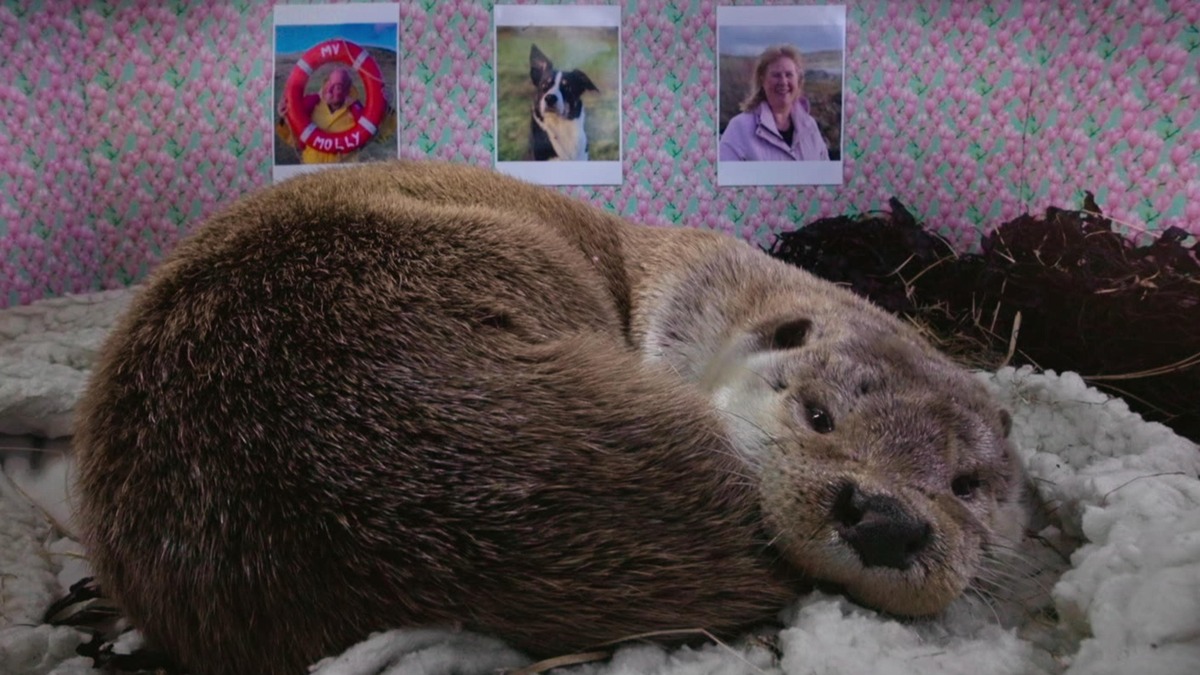 billy-molly-an-otter-love-story-review-by-alec-letterboxd