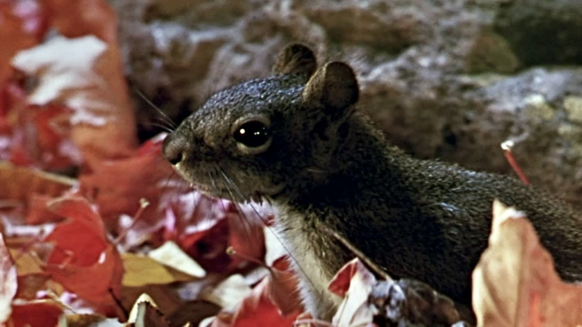 ‎Perri (1957) directed by Ralph Wright, Paul Kenworthy • Reviews, film ...