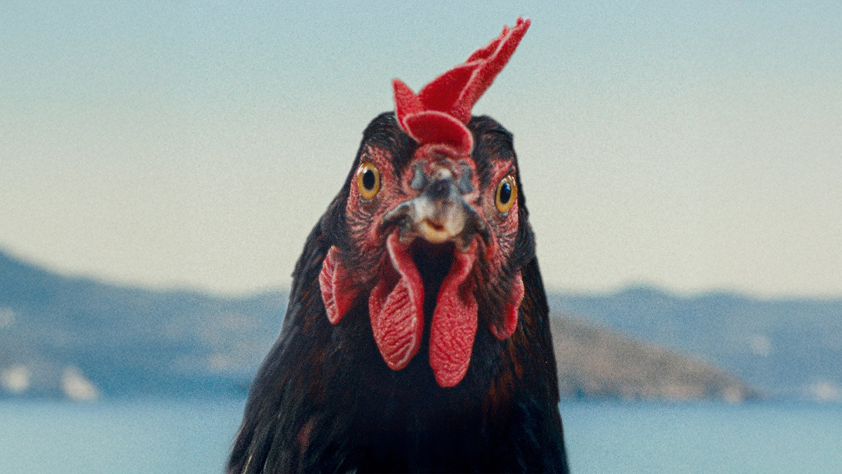 Hen’ review by baris_saydam • Letterboxd