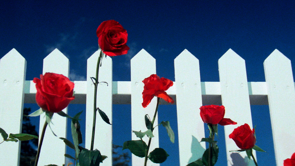 David Lynch A List Of Films By CaseyJonesE Letterboxd david-lynch-a-list-of-films-by-caseyjonese-letterboxd
