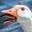 is a goose