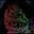 Hollie Horror