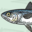 HokiFish