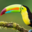 rallytoucan