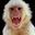 MOJOMonKey