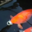colontoad