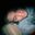 Brian Schmid
