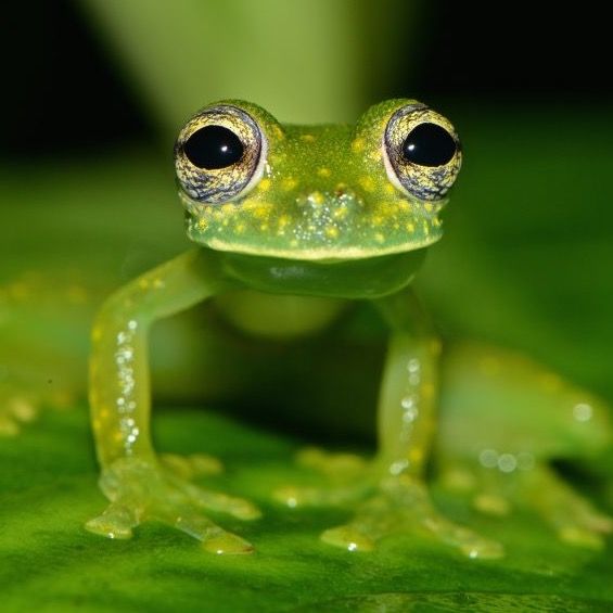 ‎🐸 Tellyfrog 🐸’s profile • Letterboxd