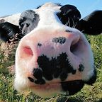 Undeadcow