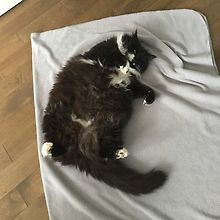 Caterine