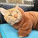 Cat Sans-Hat