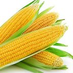 Corn On the Kob