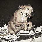 ginger_watcher