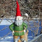 Little Brown Owl 🦉