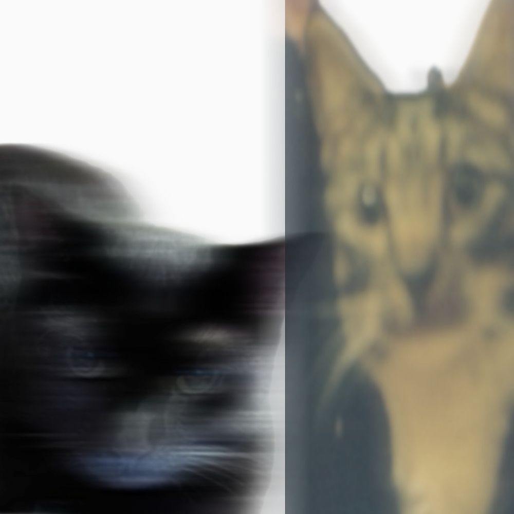 sublatedmouse