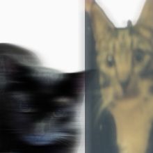 sublatedmouse