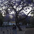 anapau