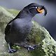 LowChaff