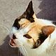 cat_thee_ginger