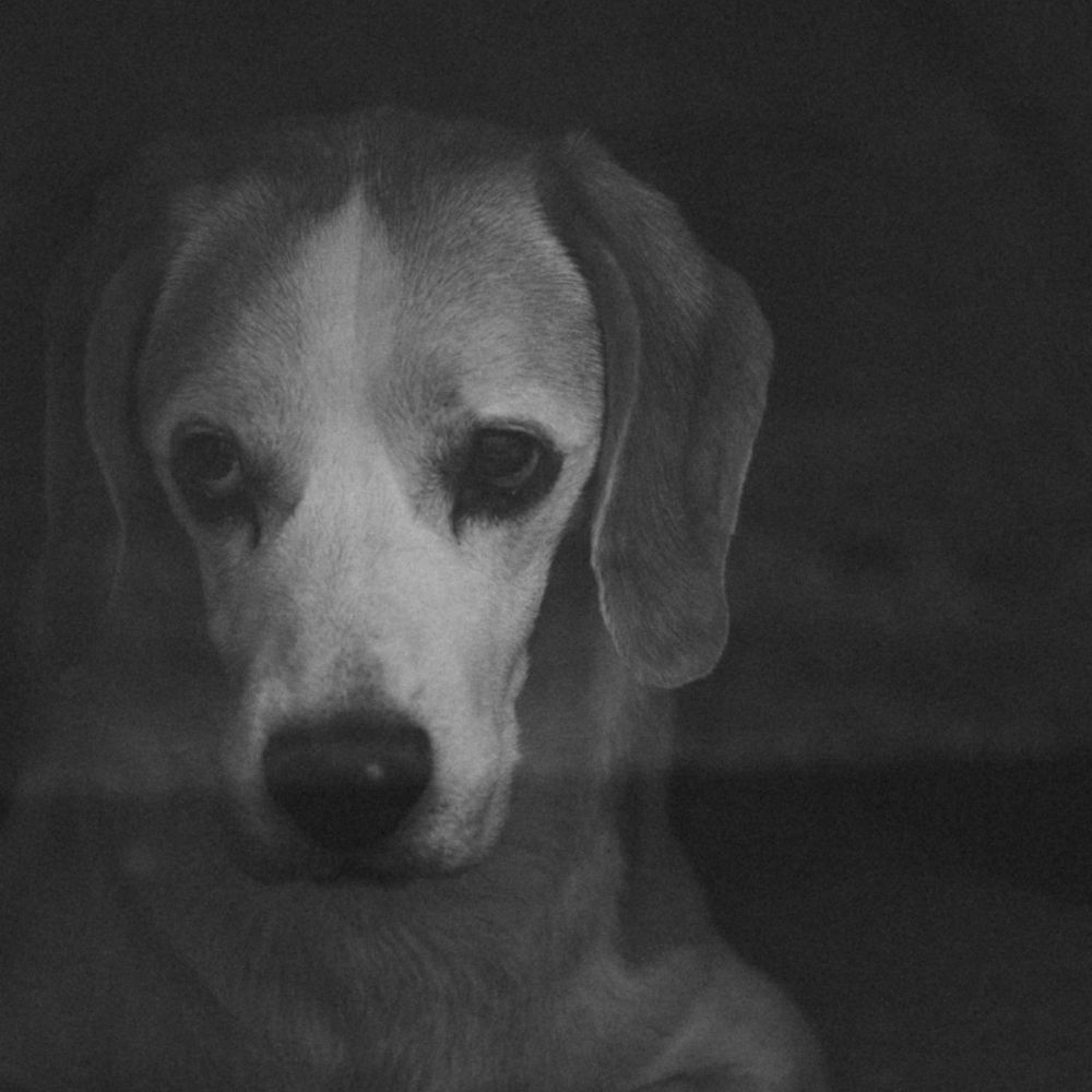 Letterboxd profile picture for @propriety