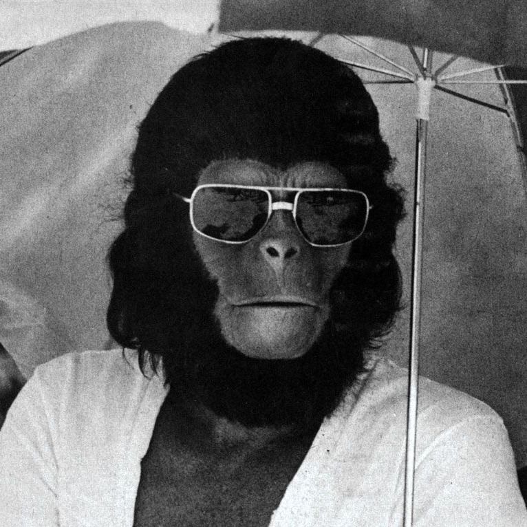 Letterboxd profile picture for @chimpanzee