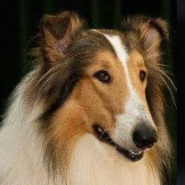 lordcherish-s-profile-letterboxd