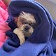 sofi_caldas