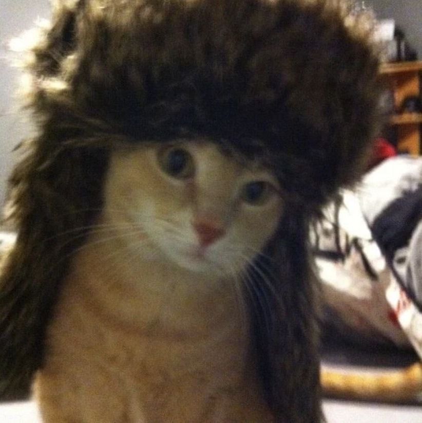 chapkat