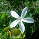 CarissaFlower