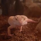 mimikraljmamba