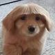 CiphersBowlCut