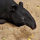 Tapirus_indicus
