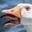 is a goose