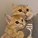 moviecatts