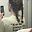 tytus_
