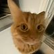 petite_carotte