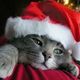 sleepykittypaws