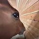 chevybow