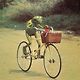 taylor
