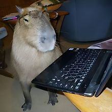 Capy