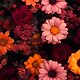 Nassim_Ben