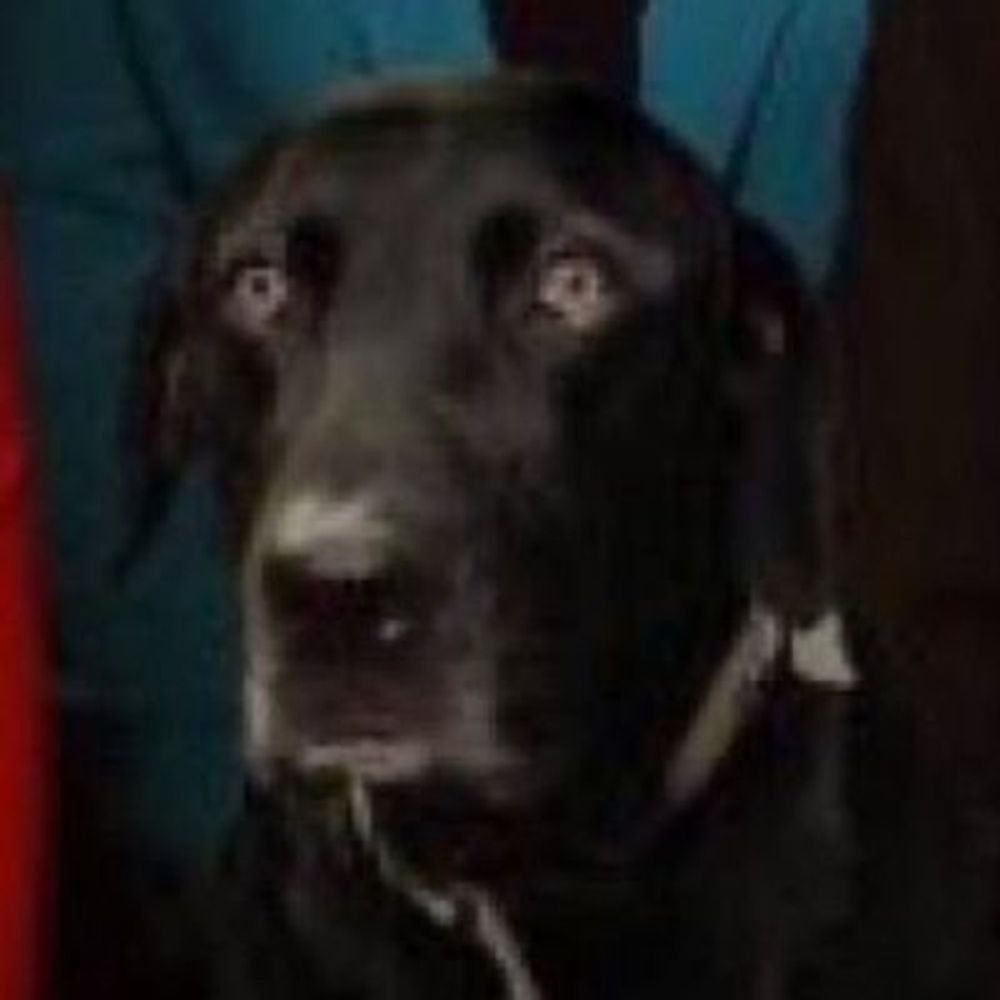 Letterboxd profile picture for @Cocksucker