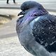 Pigeon