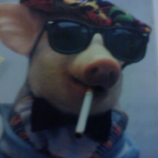 Letterboxd profile picture for @dts