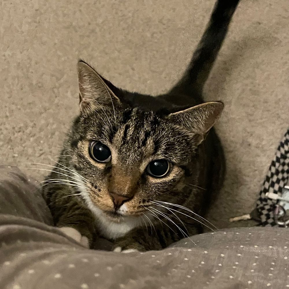 Coda