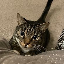 Coda