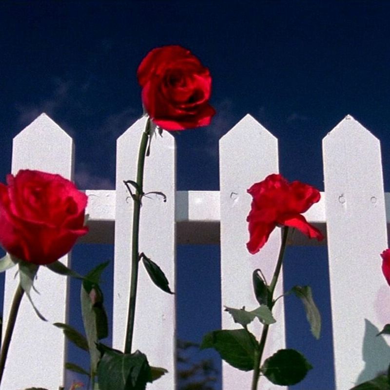 Letterboxd profile picture for @discover