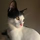 vinothecat