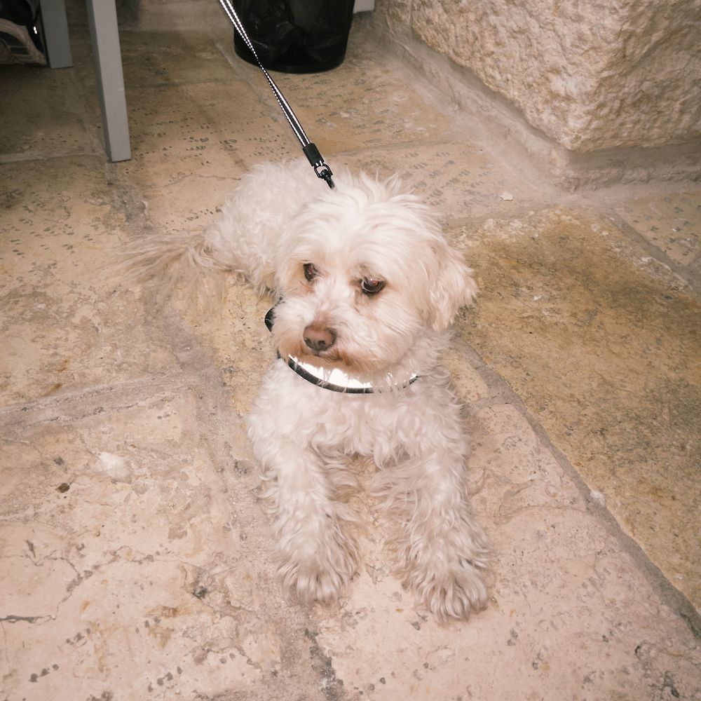 Letterboxd profile picture for @mhhmd