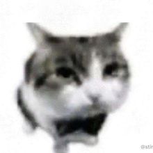 smeeb